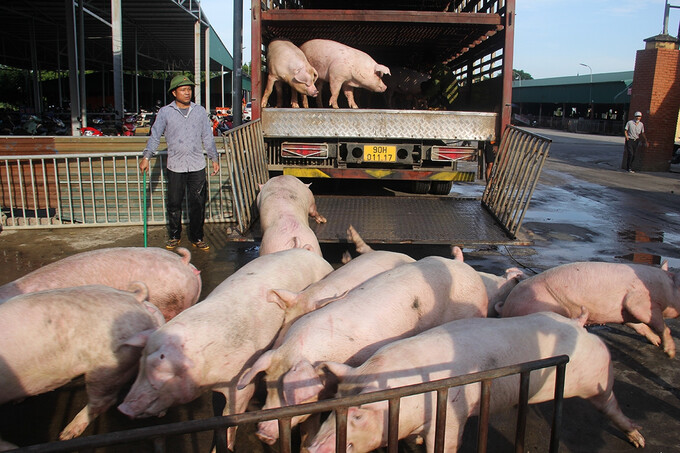 Giá lợn hơi tăng, người chăn nuôi vẫn phải gồng lỗ (Ảnh: Tạp chí Thương trường)