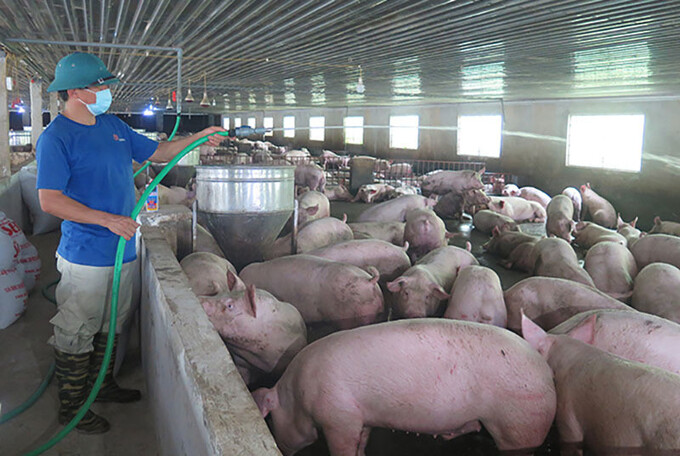 Số lượng hộ chăn nuôi lợn ngày càng teo tóp (Ảnh: IT)