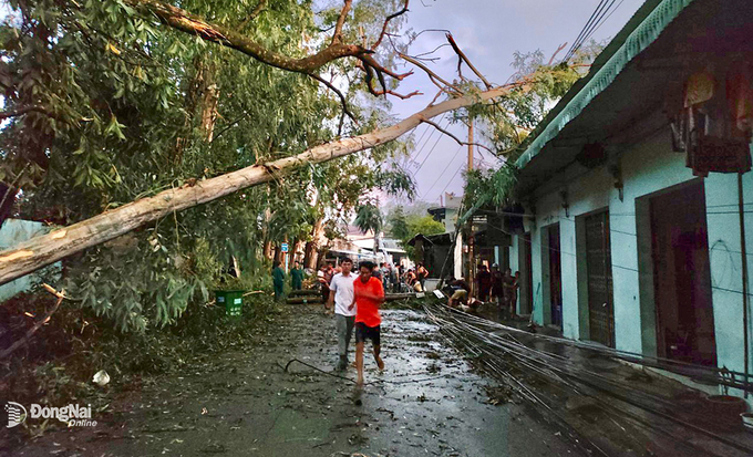 Một cây lớn bị gió quật đổ vào hệ thống lưới điện và mái nhà dân tại xã Hố Nai 3 (H.Trảng Bom) trong cơn mưa chiều 24-4. Ảnh: Trần Nam