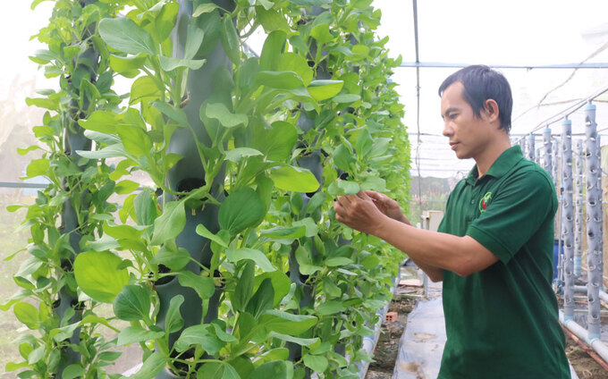 Vườn rau khí canh phát triển tươi tốt của anh Nguyễn Đăng Khoa