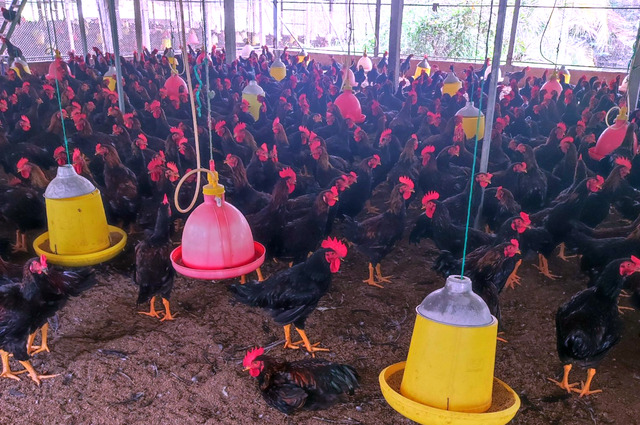 Sản phẩm gia cầm trong nước đang gặp khó khăn vì giá thành sản xuất cao, thịt gà nhập khẩu ngày càng lấn át ĐINH ĐANG