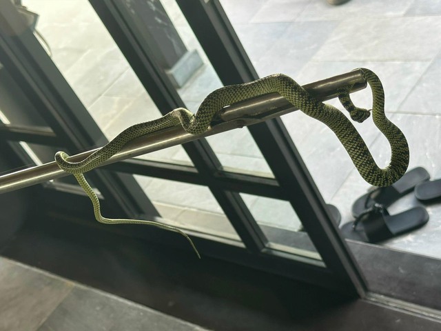 Hình ảnh rắn xuất hiện ở trong phòng giá 60 triệu/đêm của resort 5 sao tại Quảng Nam. Ảnh OFFB/Facebook.