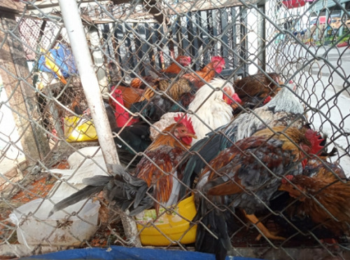 Hệ thống thú y cam kết giám sát chặt chẽ thịt nhập khẩu vào Việt Nam