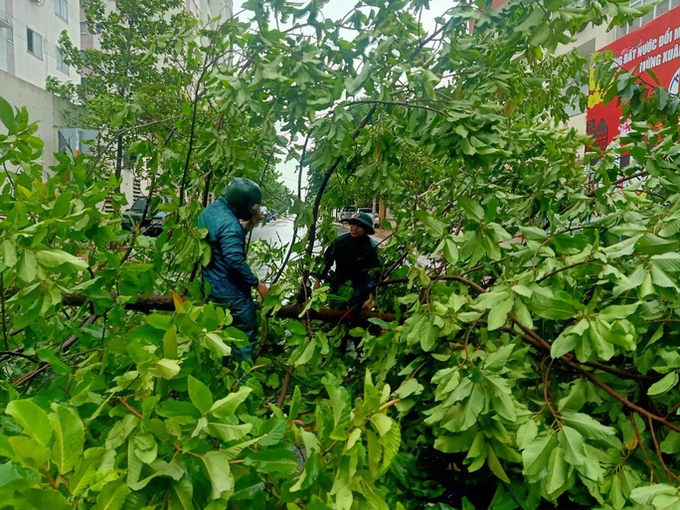 Cây xanh đổ trên đường Nguyễn Ái Quốc