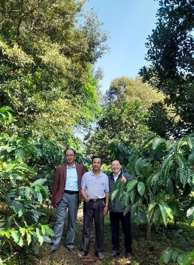  Khu vườn 1 ha cà phê cảnh quan của nhà nông Trịnh Tấn Vinh ở xã Đinh Lạc, huyện Di Linh với nhiều tầng cây cộng sinh xanh tốt, mang về lợi nhuận ổn định hàng năm.