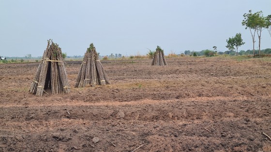 Sau khi chặt bỏ điều, người dân biên giới Chư Prông chuyển sang trồng mì