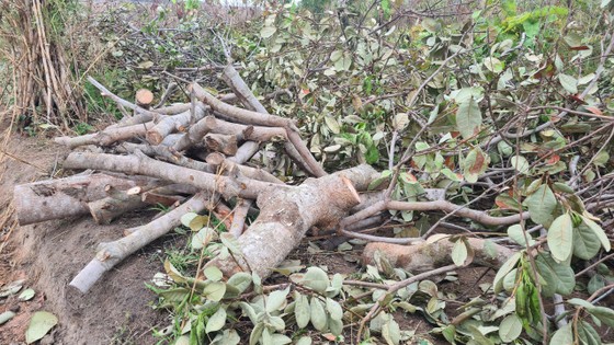 Cây điều của người dân huyện Chư Prông trồng bị chặt bỏ
