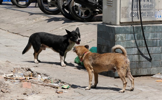 TP.HCM yêu cầu yêu cầu các hộ nuôi chó không để chó chạy rông…