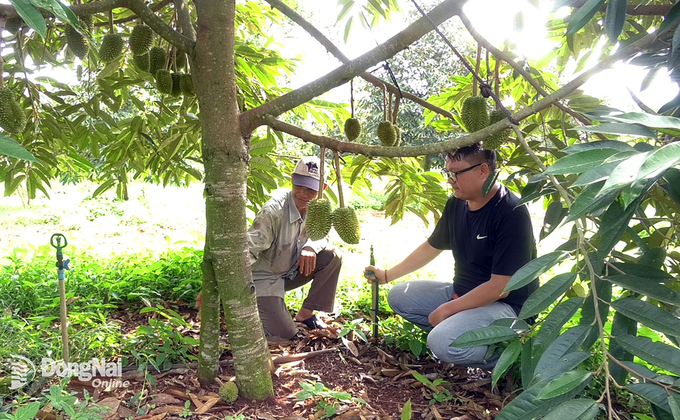 Ông Nguyễn Văn Đức (trái) hướng dẫn người dân trồng sầu riêng ghép 3 gốc