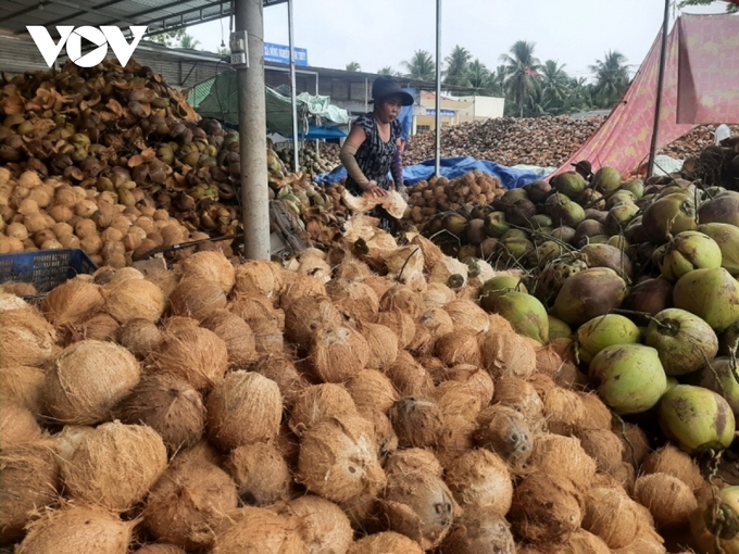 Nghề trồng và sơ chế trái dừa lắm gian truân nhưng thu nhập thấp. Trái dừa hữu cơ lột vỏ trước khi giao cho doanh nghiệp chế biến.