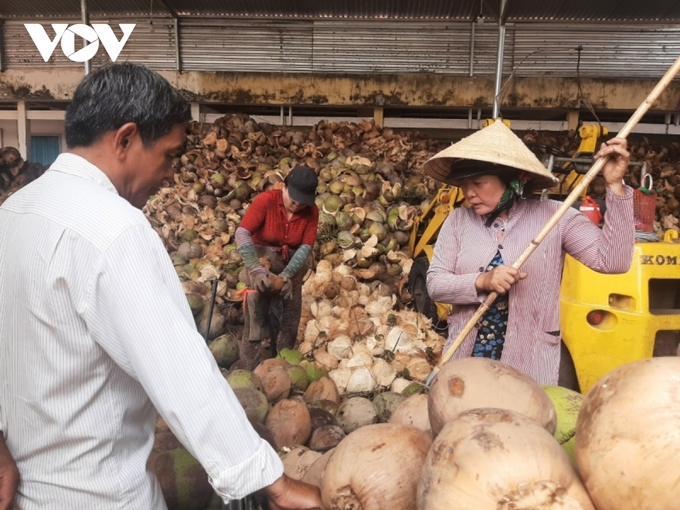 Hợp tác xã Nông nghiệp Định Thủy (huyện Mỏ Cày Nam) thu mua dừa hữu cơ của nhà vườn cung ứng cho các doanh nghiệp.