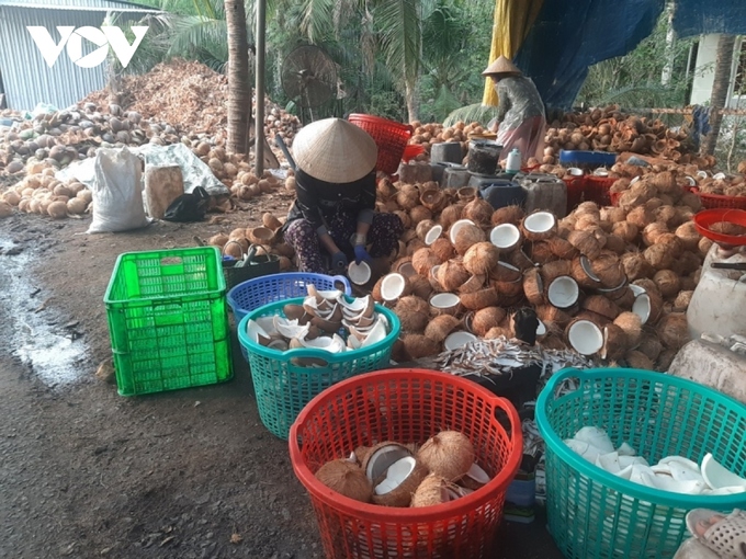 Sản xuất cơm dừa nạo sấy của người dân tỉnh Bến Tre khi đầu ra trái dừa khô khó khăn.