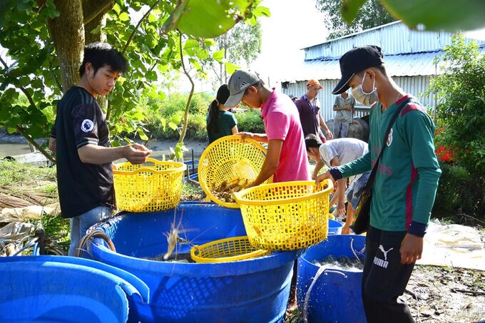 Nông dân huyện An Biên (Kiên Giang) thu hoạch tôm từ mô hình tôm - lúa. Ảnh: ĐẶNG LINH