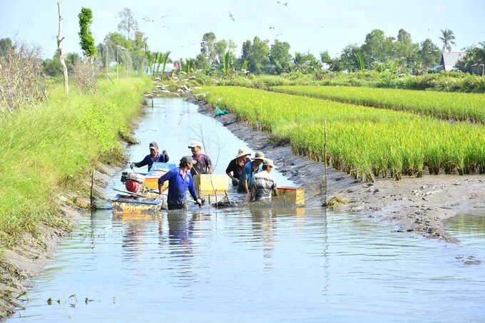 Mô hình tôm - lúa quản lý cộng đồng phát huy hiệu quả của nông dân ở Kiên Giang. Ảnh: ĐẶNG LINH