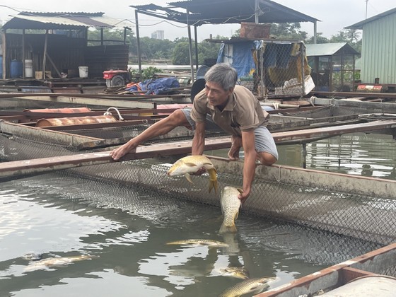 Ông Trần Văn Thịnh vớt cá chết ra khỏi lồng cá bè của gia đình