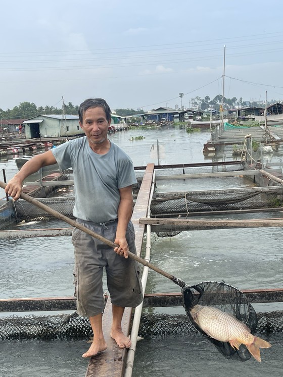 Ông Trần Văn Thịnh vớt cá chết ra khỏi lồng cá bè của gia đình