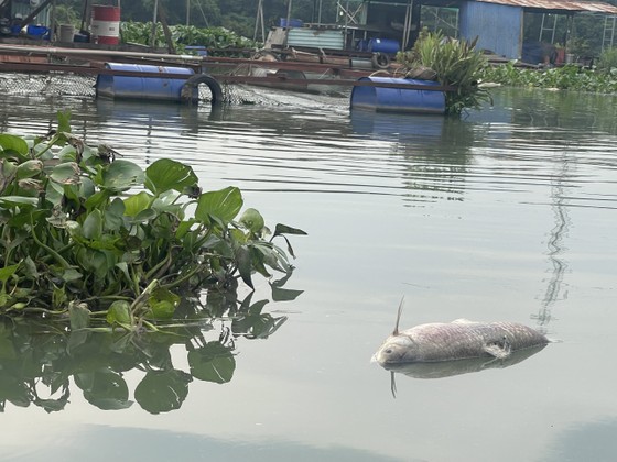Cá chết trôi trên sông khiến các khu vực bốc mùi hôi