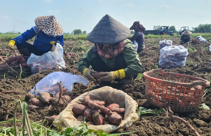 Nông dân xã Chư A Thai, huyện Phú Thiện thu hoạch khoai lang. Ảnh: Sang Phương