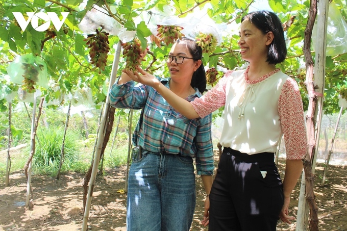 Nho ngón tay đen được nhiều du khách tìm đến để chụp ảnh và thưởng thức các sản phẩm từ nho