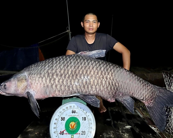 Con cá trắm đen nặng hơn 40kg mà nhóm của anh Hòa vừa câu được