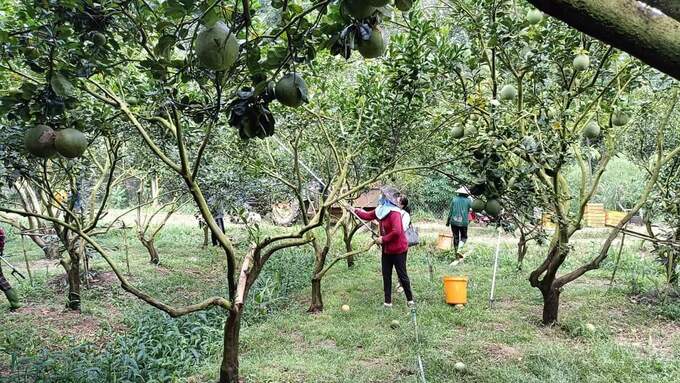Nông dân thu hoạch bưởi tại trang trại Đồi Xanh (ấp Cây Dâu, xã Hiếu Liêm)