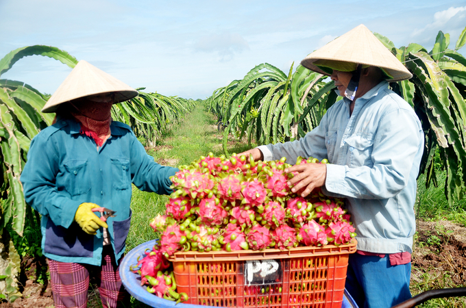 Bà con nông dân xã Bông Trang, uyện Xuyên Mộc thu hoạch thanh long.