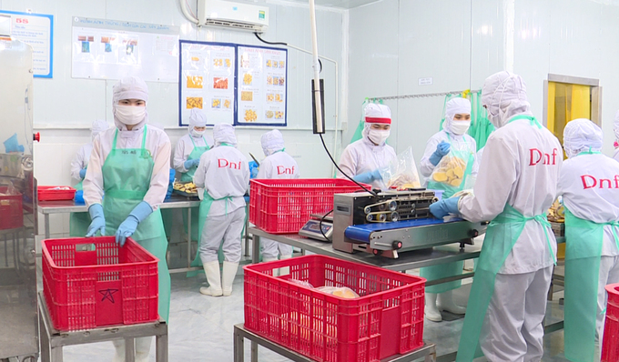 Chế biến khoai lang Nhật xuất khẩu tại Công ty Viên Sơn