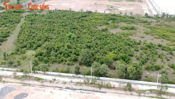 Phần đất còn lại vẫn đang bỏ hoang