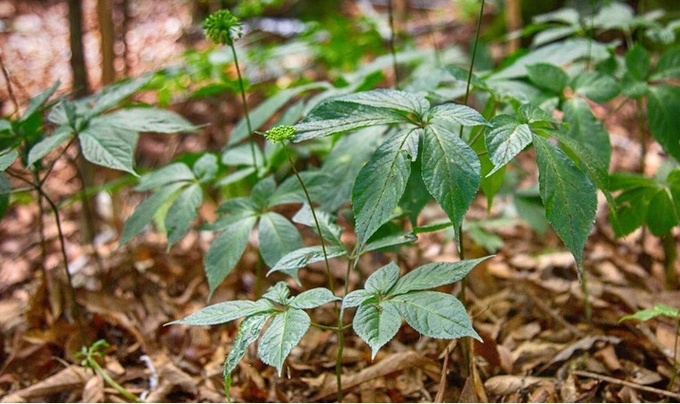 Cây sâm Ngọc Linh được trồng ở Kon Tum - Ảnh: ĐĂNG QUANG