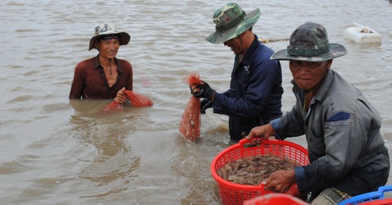 Giá thành sản xuất cao nên ngành tôm mất dần lợi thế cạnh tranh