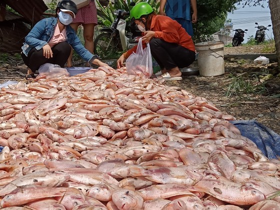 Người dân nuôi cá bè ở huyện Định Quán bị thiệt hại nặng do mưa lớn