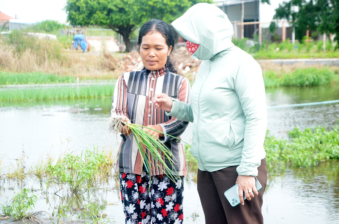 Toàn bộ diện tích hành lá của gia đình bà Phạm Thị Bội (tổ 6, ấp Hồ Tràm, xã Phước Thuận) rộng 7.000m2 bị ngập sâu trong nước.