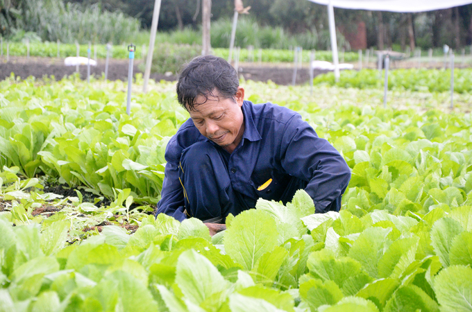 Nông dân xã Châu Pha (TX. Phú Mỹ) thu hoạch rau.