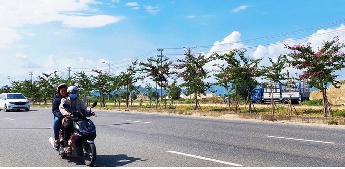 Hoa ban tím được trồng theo dự án cảnh quan kéo dài hàng mấy cây số hai bên dải phân cách đường Võ Nguyên Giáp đã nở hoa rất đẹp, nhưng chưa có đơn vị nhận quản lý chăm sóc - Ảnh: PHAN SÔNG NGÂN