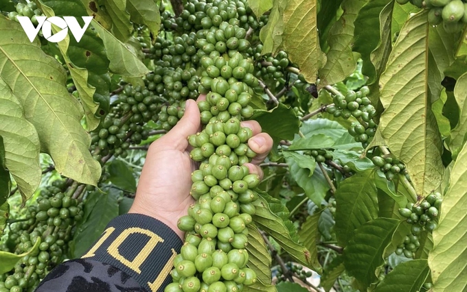 Cà phê Tây Nguyên đang xây hạt, nông dân đầy kỳ vọng vào mức giá của niên vụ 2023-2024 sẽ bắt đầu sau hơn 2 tháng nữa