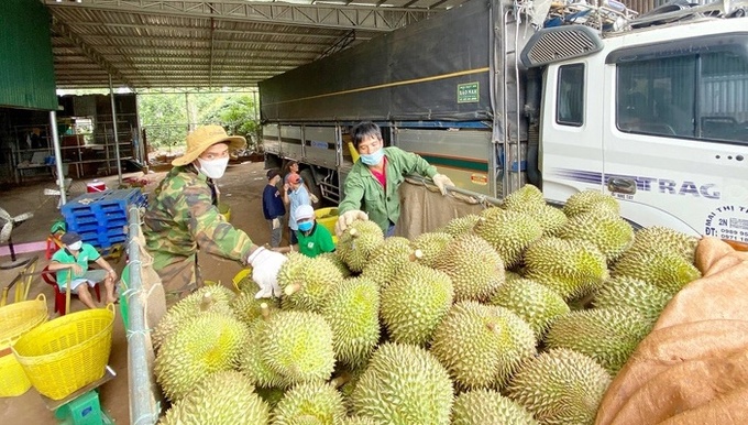 Nông dân Krông Pắk (Đắk Lắk) chuyển sầu riêng từ vườn đến một vựa để bán - Ảnh: TÂM AN