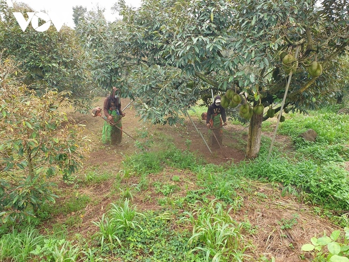 Người trồng sầu riêng ở Đắk Lắk tích cực phát quang vườn tạo thông thoáng trước khi thu hoạch.