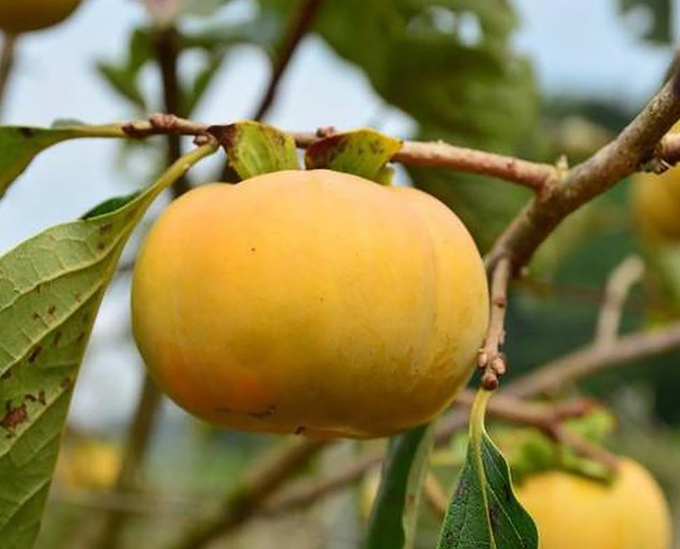 Trái hồng Chín Nên