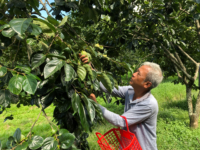 Ông Nguyễn Nam đang thu hoạch hồng