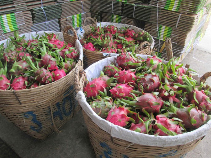 Thanh long Việt Nam có chất lượng rất tốt, được xuất khẩu đi nhiều thị trường trên thế giới