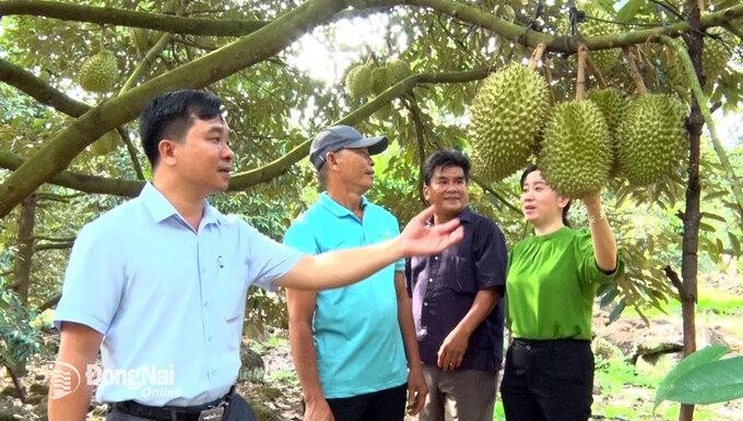 Cán bộ P.Bàu Sen (TP.Long Khánh) đến thăm các hộ nông dân trồng sầu riêng tại vùng sỏi đá Núi Đỏ. Ảnh: AN NHƠN