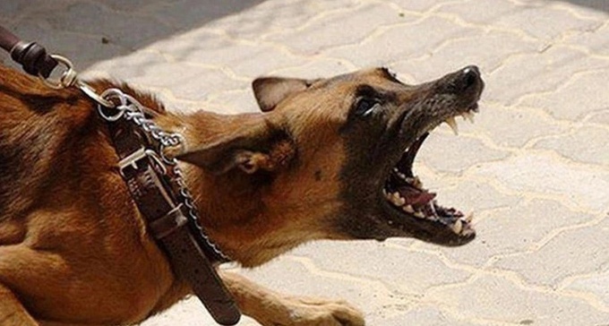 Đừng để chó thành nỗi ám ảnh
