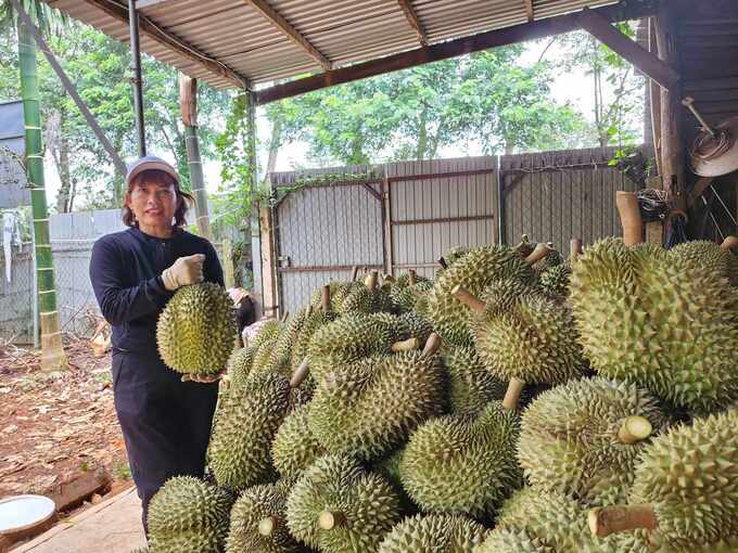 Sầu riêng tại tỉnh Đắk Lắk đang vào mùa thu hoạch