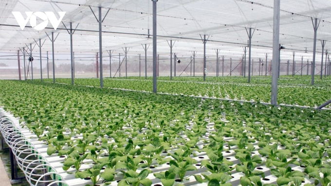 Trang trại rau xanh ở Bình Dương được trồng trong nhà lưới để tránh sâu bệnh (Ảnh: TL)