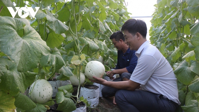 Ông Nguyễn Hồng Quyết, Giám đốc Hợp tác xã Nông nghiệp công nghệ cao Kim Long (áo trắng) thăm diện tích trồng dưa lưới của hội viên (Ảnh: TL)