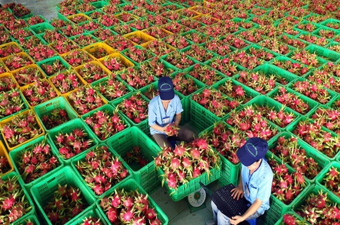 Thông tin Trung Quốc tạm dừng nhập khẩu đối với 74 mã số vùng trồng và 47 cơ sở đóng gói trái cây vi phạm kiểm dịch thực vật là không chính xác. Ảnh minh họa