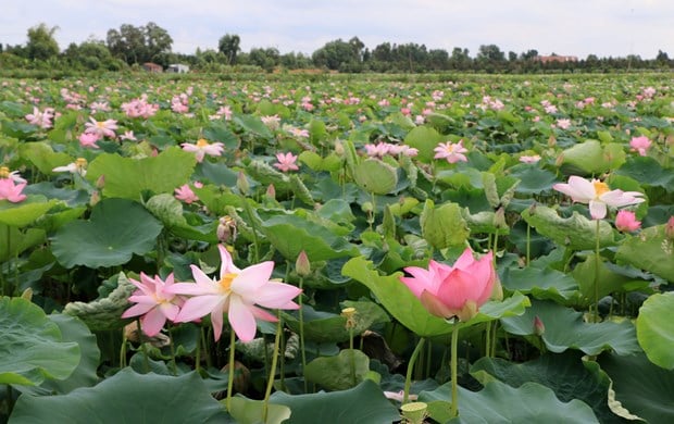 Cánh đồng sen tại xã Láng Biển, huyện Tháp Mười (Đồng Tháp). Ảnh: Nhựt An - TTXVN