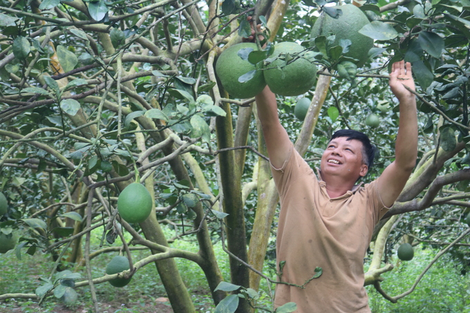 Sản phẩm bưởi da xanh của cơ sở Hiệu Linh chủ yếu sản xuất tươi.