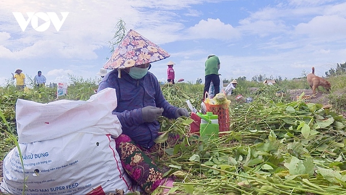 Họ đậu giúp cố định đạm, giúp cải tạo đất, có chất dinh dưỡng