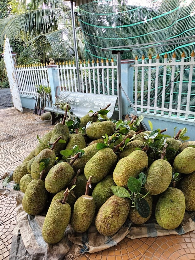 Mít Thái thu hoạch tại xã Tân Mỹ, huyện Thanh Bình (Đồng Tháp). Ảnh: Nguyễn Văn Trí - TTXVN